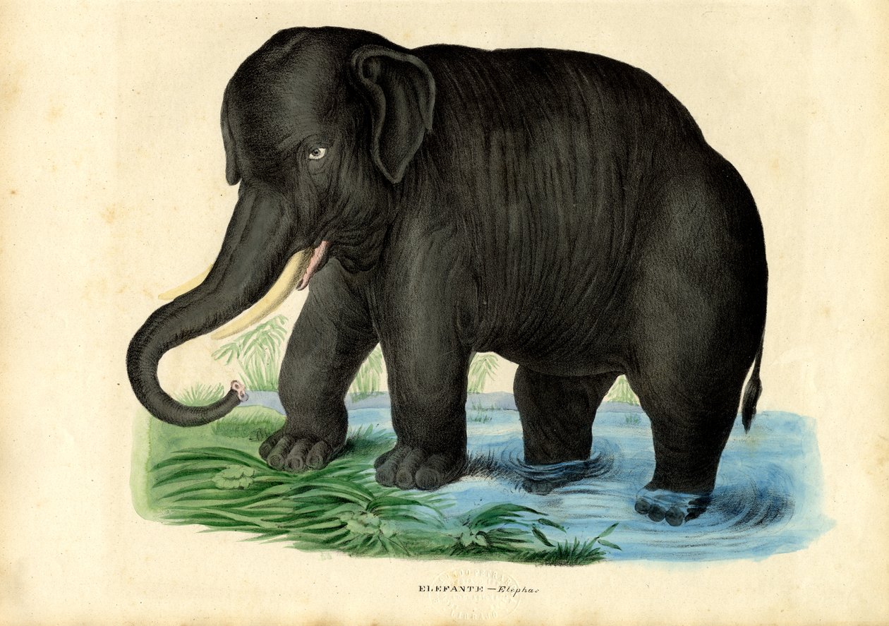 Éléphant d