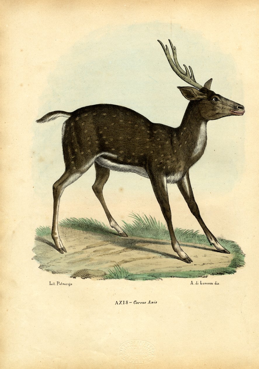 Cerf Axis, 1863-79 - Raimundo Petraroja