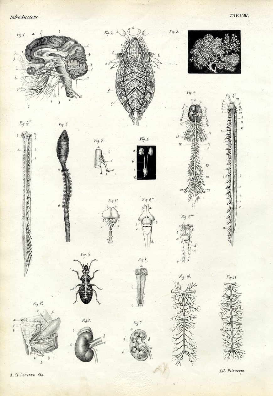 Vertèbres, 1863-79 - Raimundo Petraroja