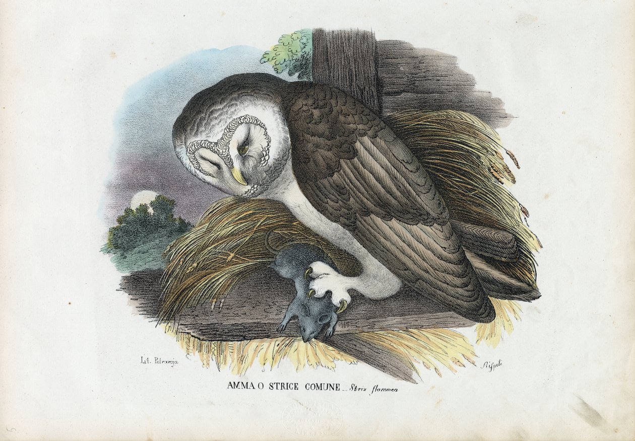 Chouette effraie, 1863-79 - Raimundo Petraroja