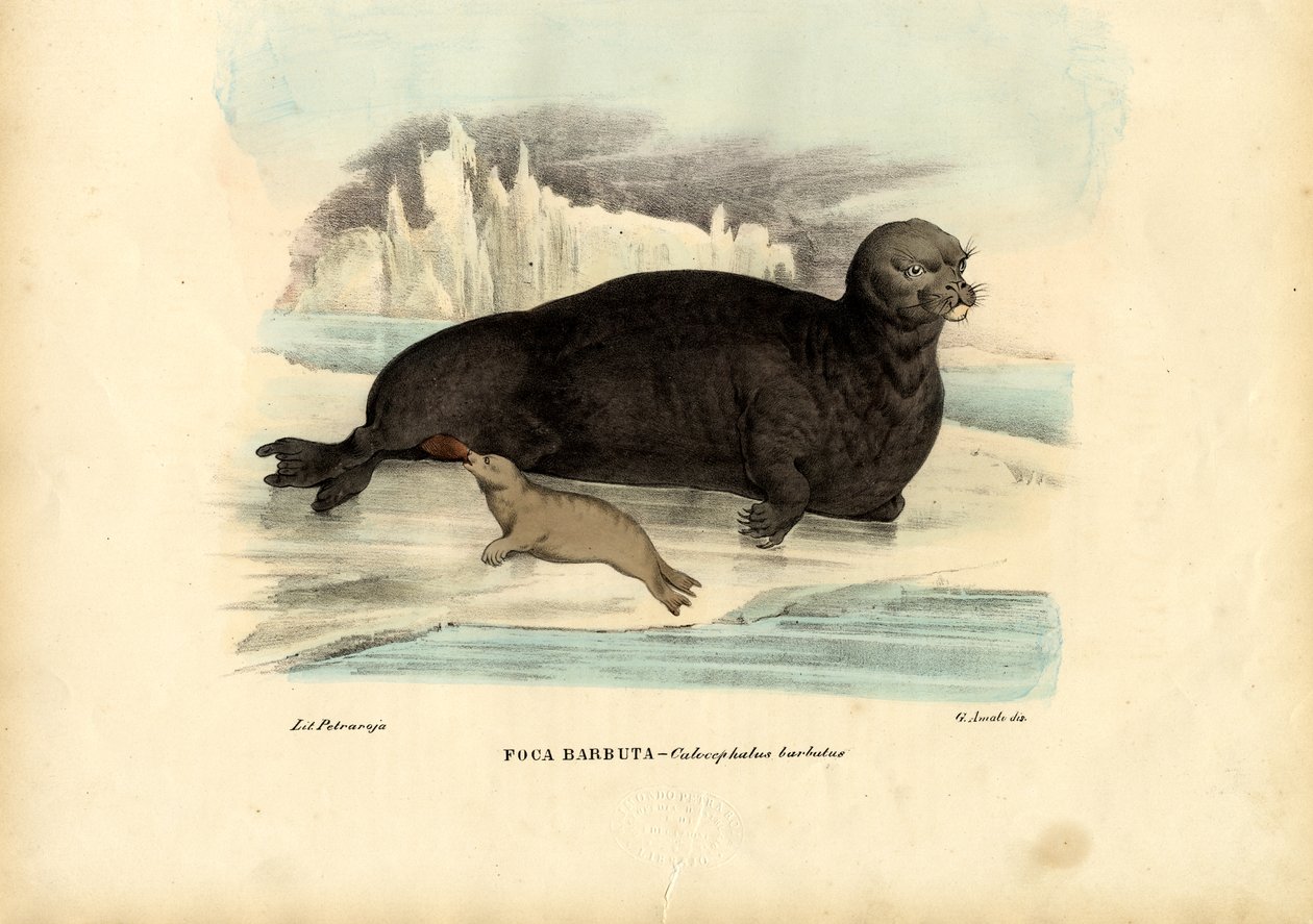 Phoque barbu, 1863-79 - Raimundo Petraroja