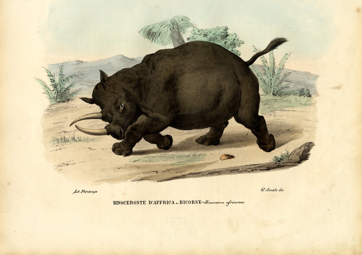 Rhinocéros noir, 1863-79 - Raimundo Petraroja
