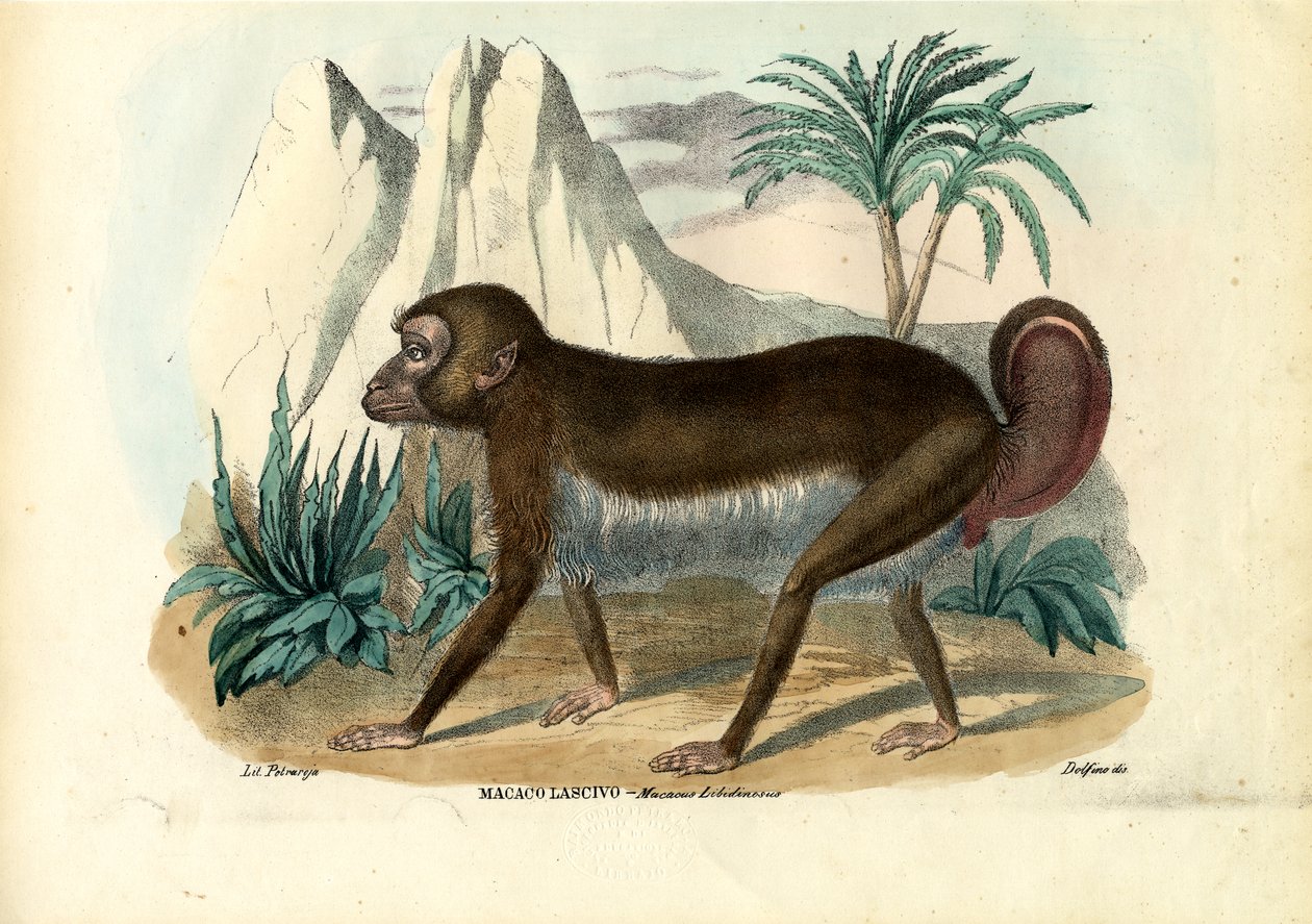 Capucin à rayures noires, 1863-79 - Raimundo Petraroja