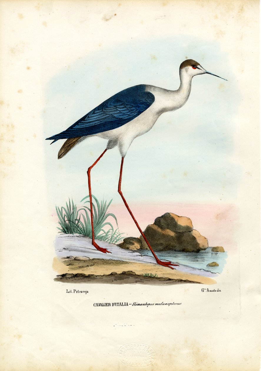 Échasse à ailes noires, 1863-79 - Raimundo Petraroja