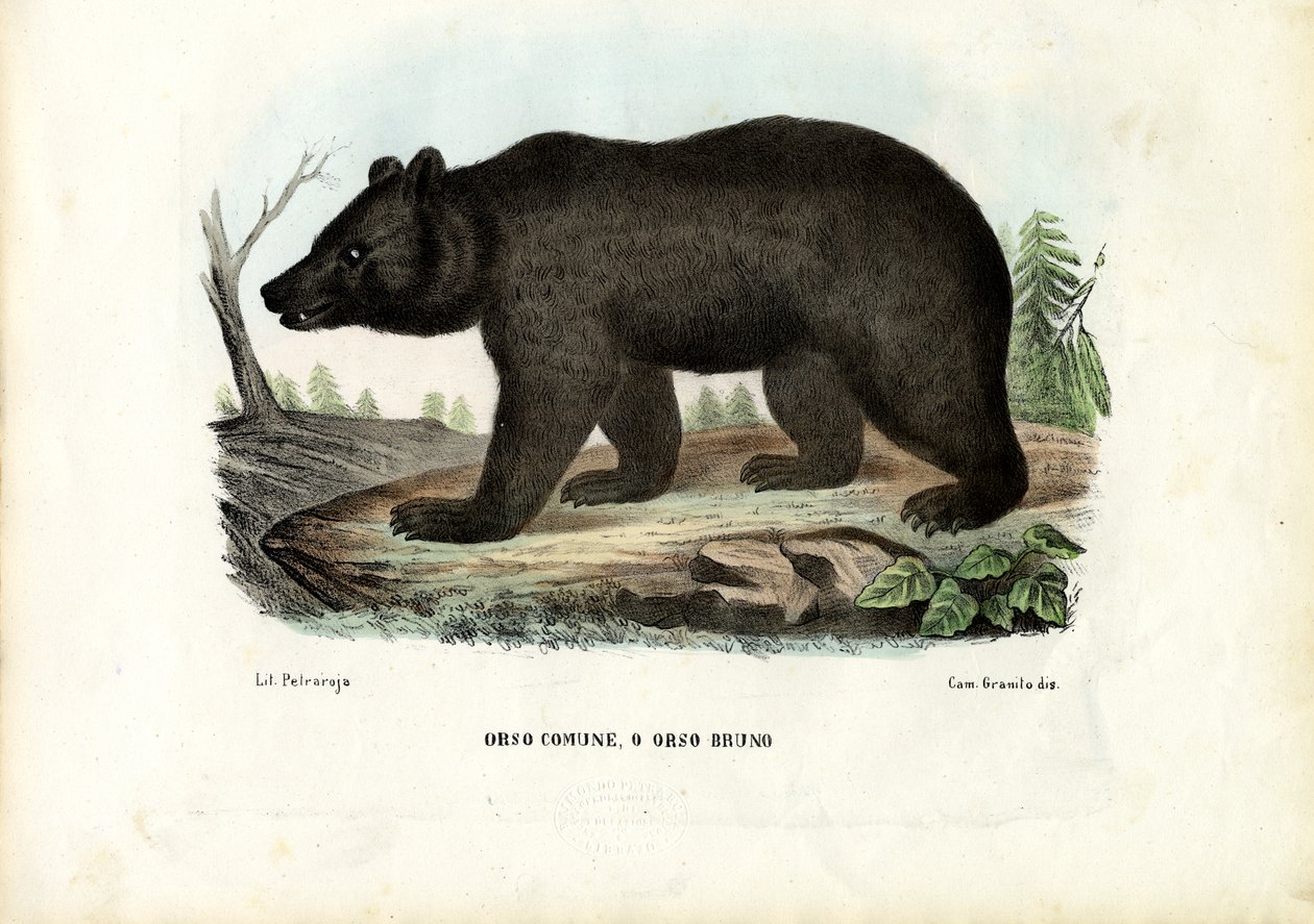 Ours brun, 1863-79 - Raimundo Petraroja