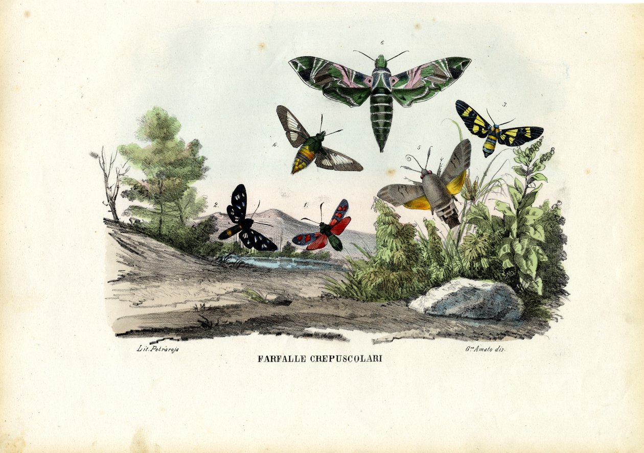 Papillons, 1863-79 - Raimundo Petraroja