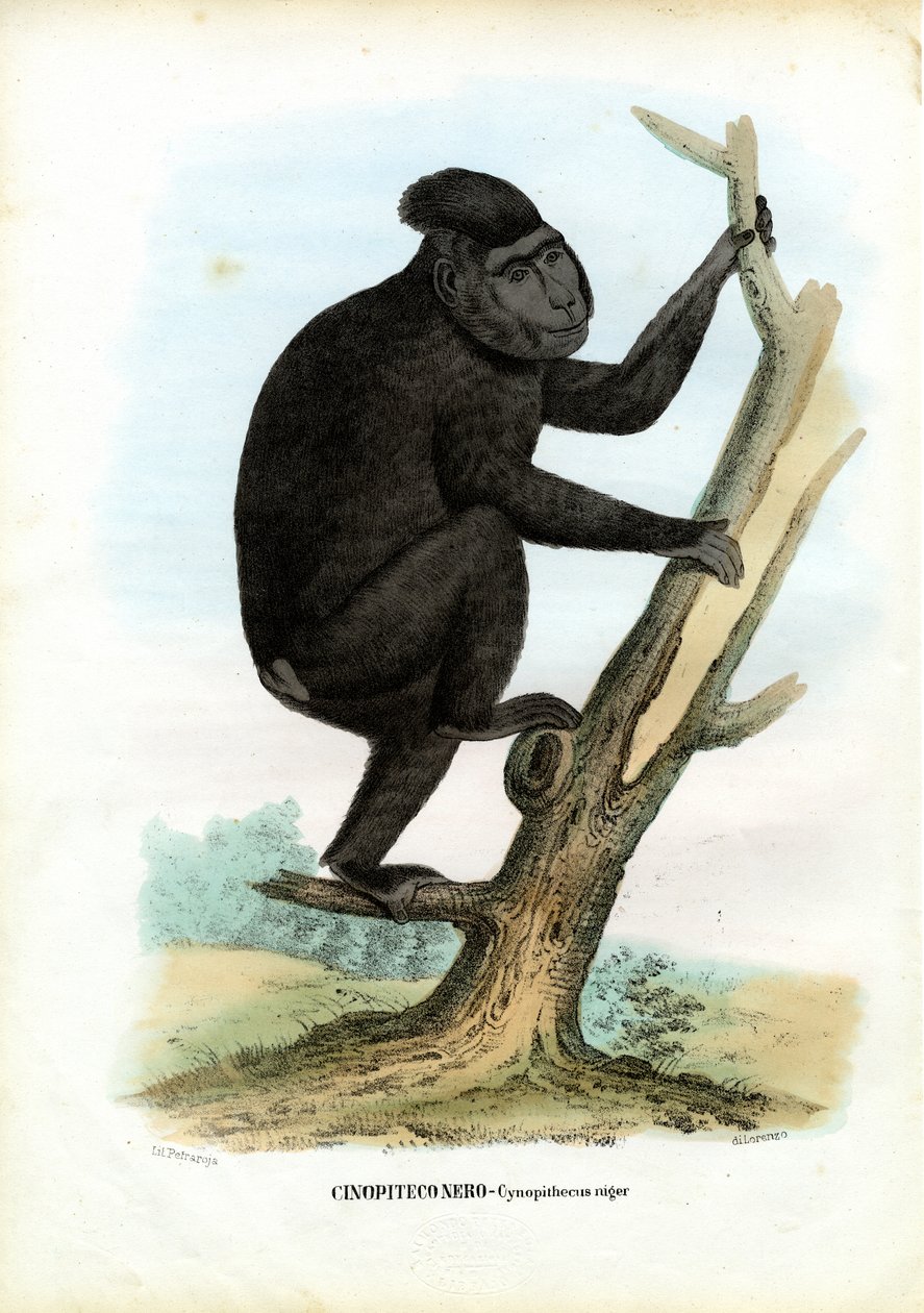 Singe de Célèbes, 1863-79 - Raimundo Petraroja