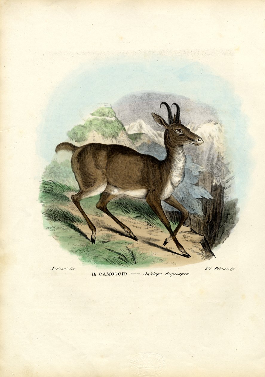 Chamois, 1863-79 - Raimundo Petraroja
