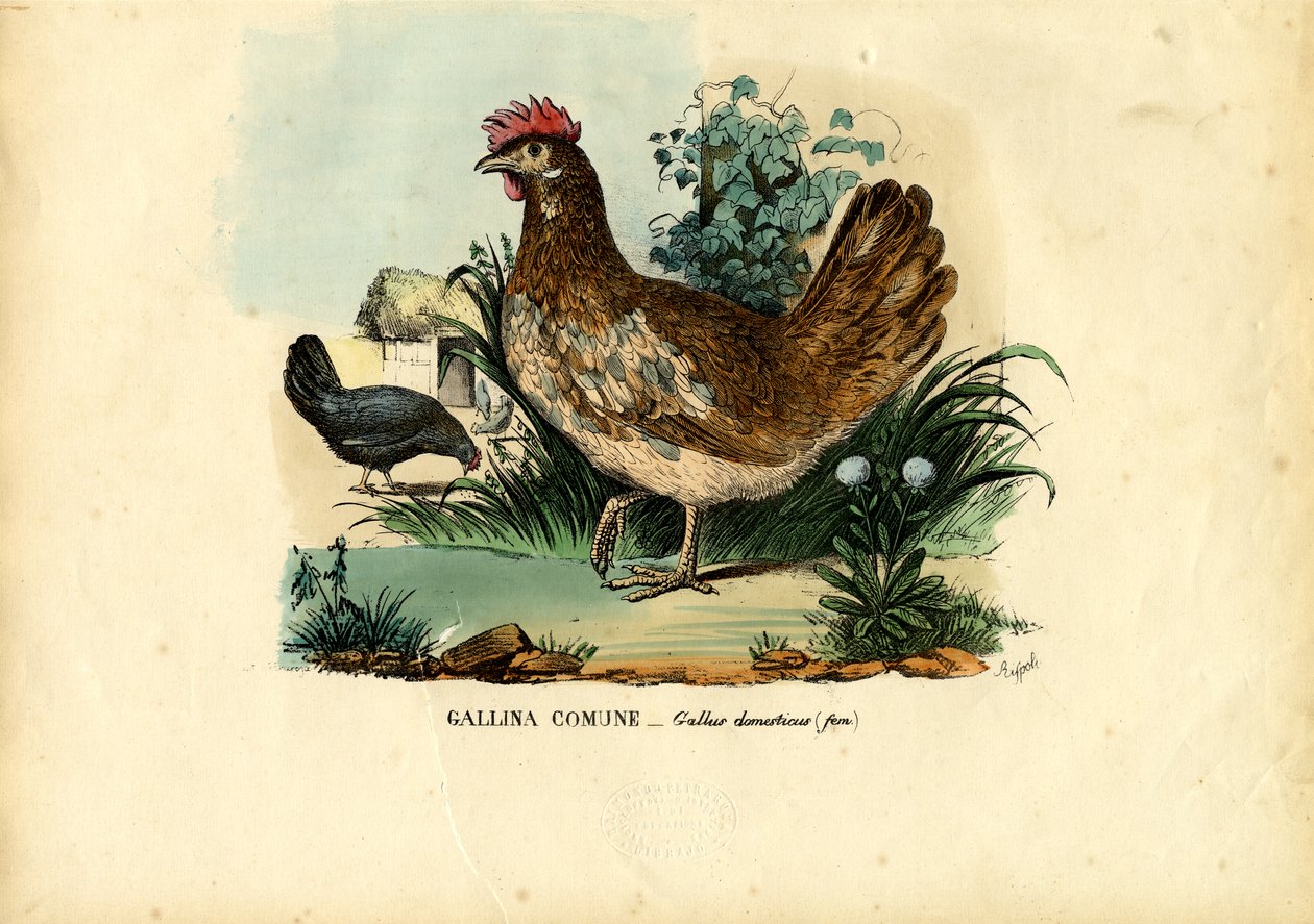 Poulet, 1863-79 - Raimundo Petraroja