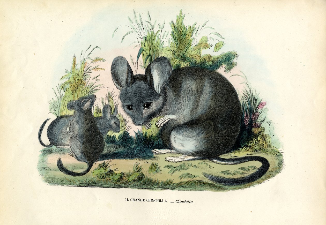 Chinchilla, 1863-79 - Raimundo Petraroja