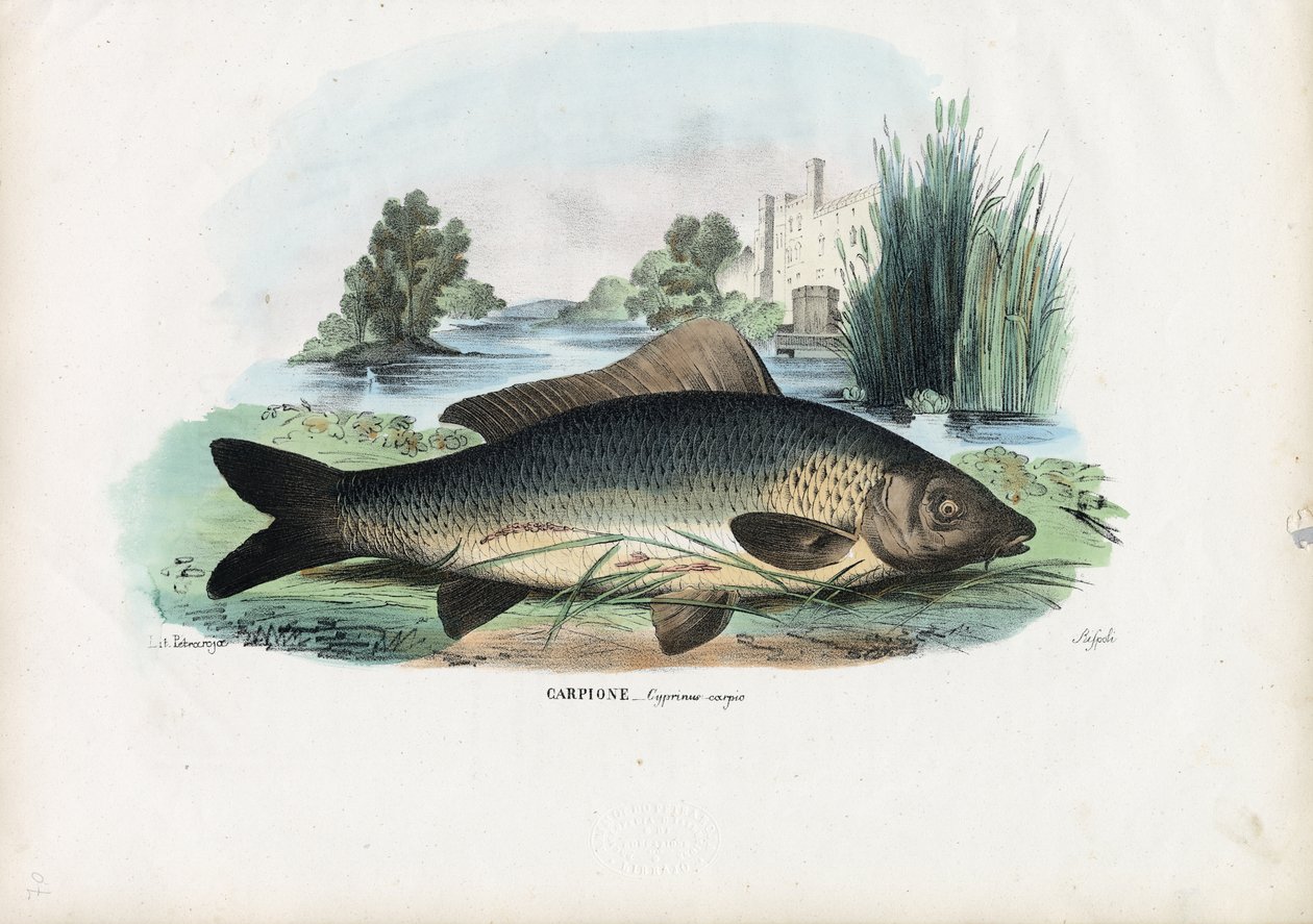 Carpe commune, 1863-79 - Raimundo Petraroja