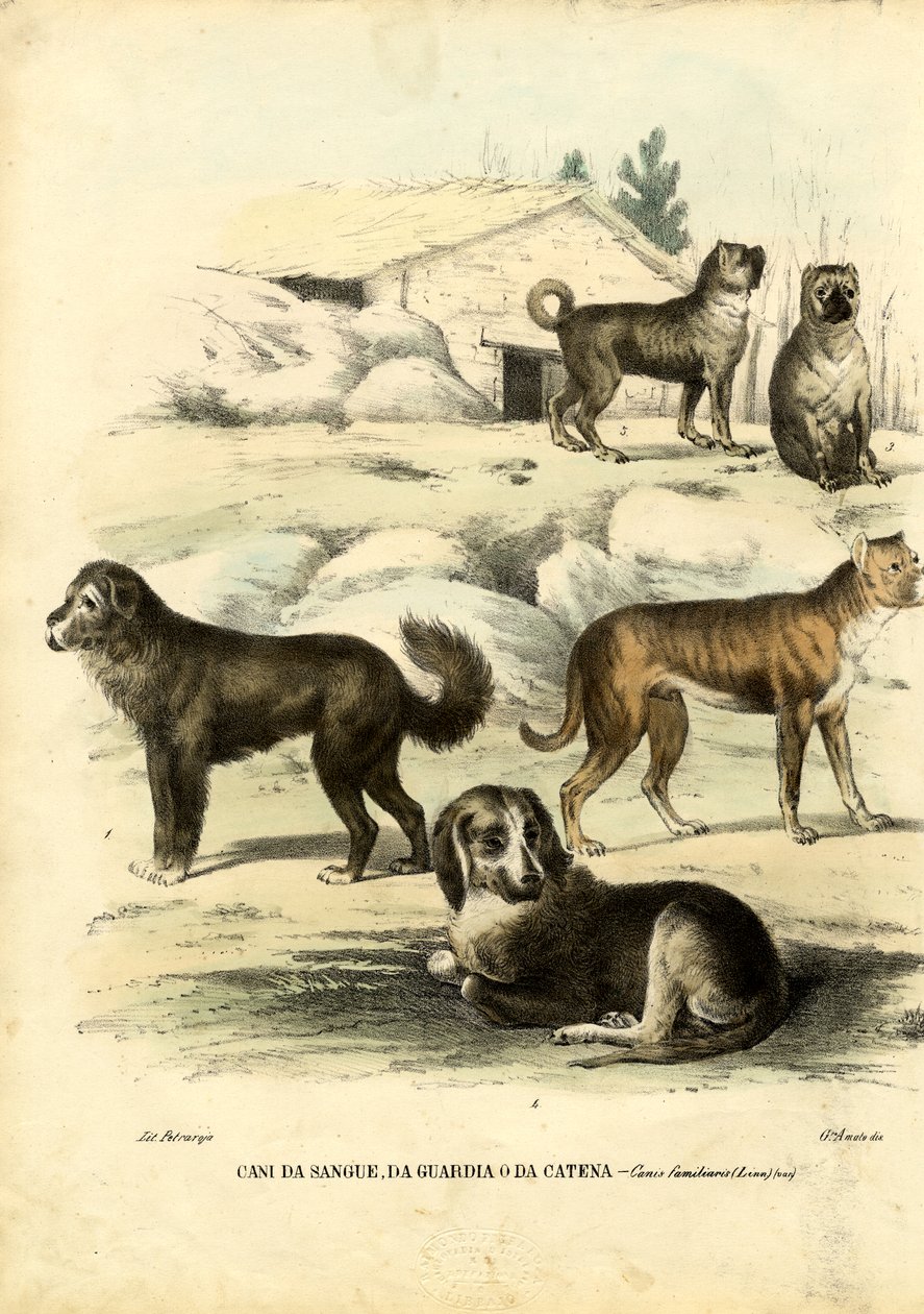Chiens, 1863-79 - Raimundo Petraroja