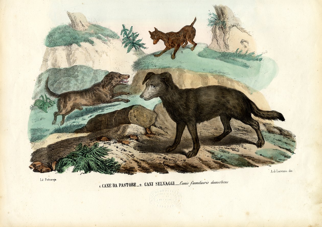 Chiens, 1863-79 - Raimundo Petraroja