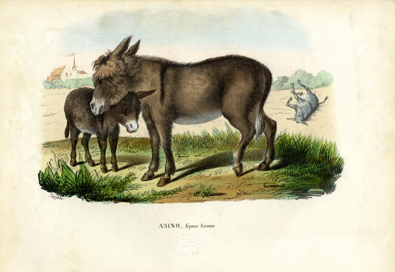 Âne, 1863-79 - Raimundo Petraroja