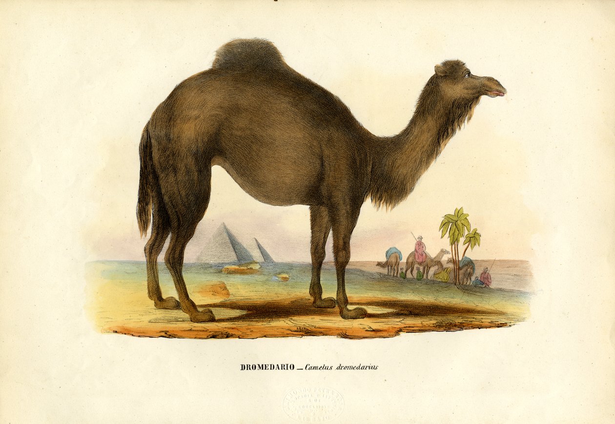 Dromadaire, 1863-79 - Raimundo Petraroja