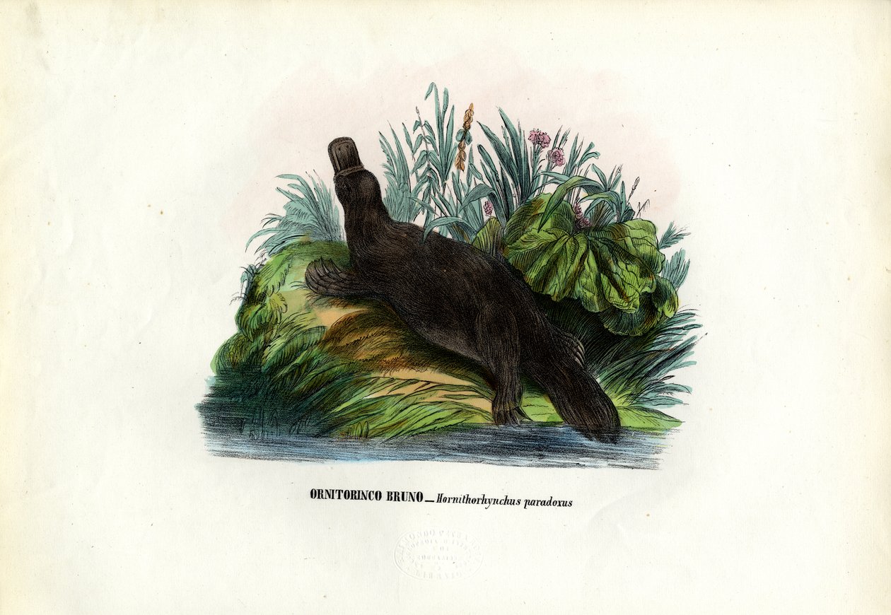 Ornithorynque, 1863-79 - Raimundo Petraroja