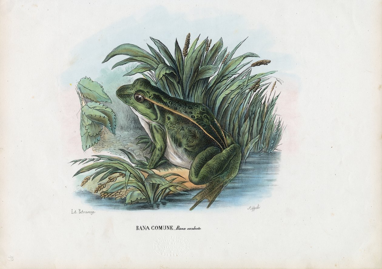 Grenouille comestible, 1863-79 - Raimundo Petraroja