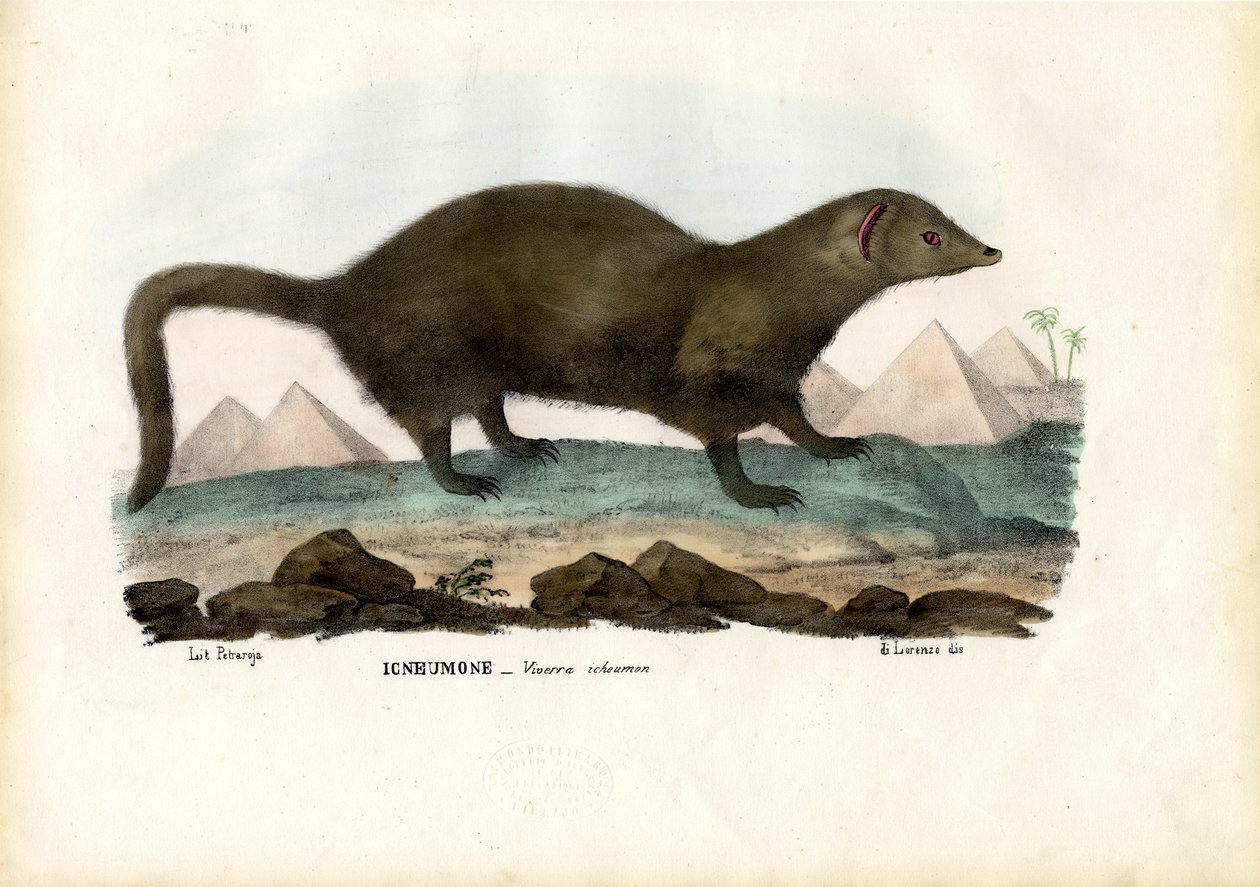 Mangouste égyptienne, 1863-79 - Raimundo Petraroja