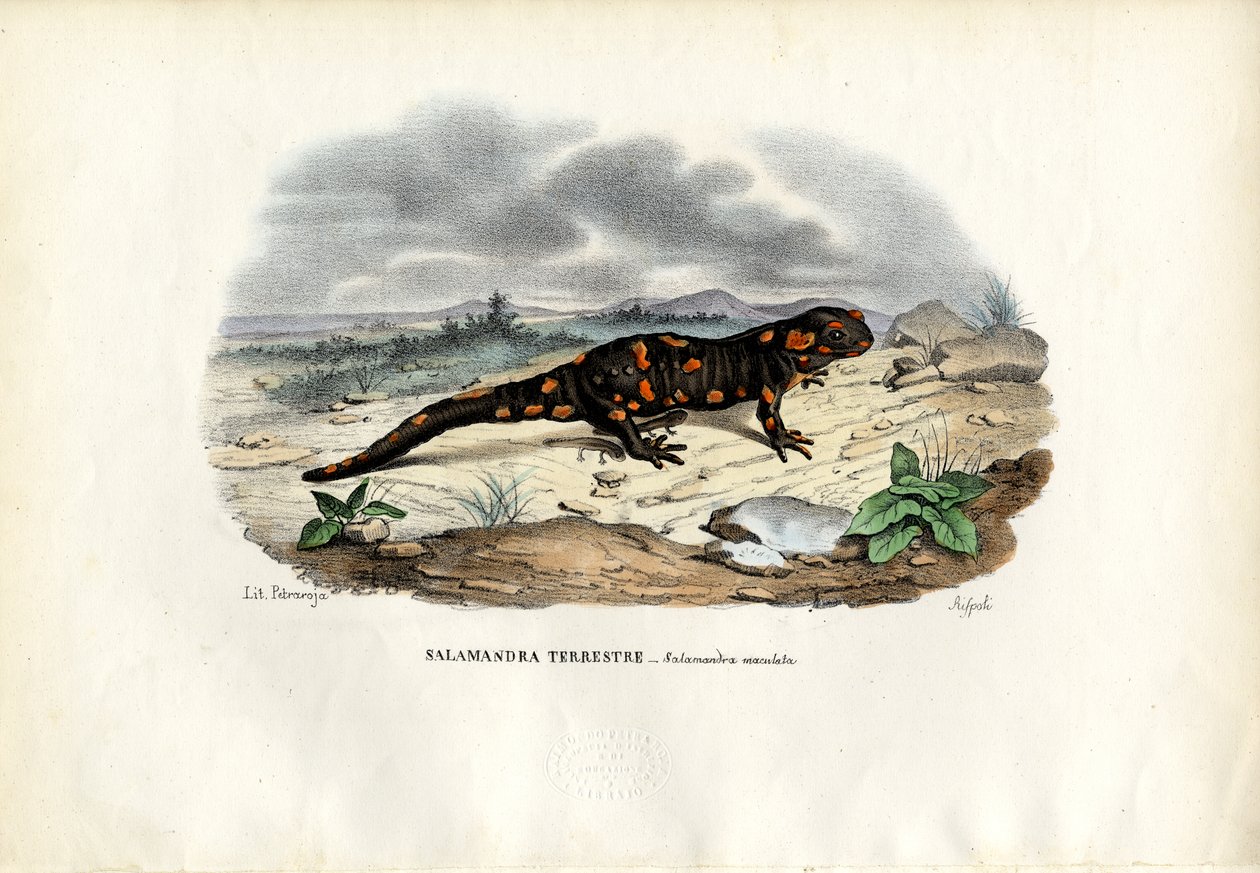 Salamandre de feu, 1863-79 - Raimundo Petraroja