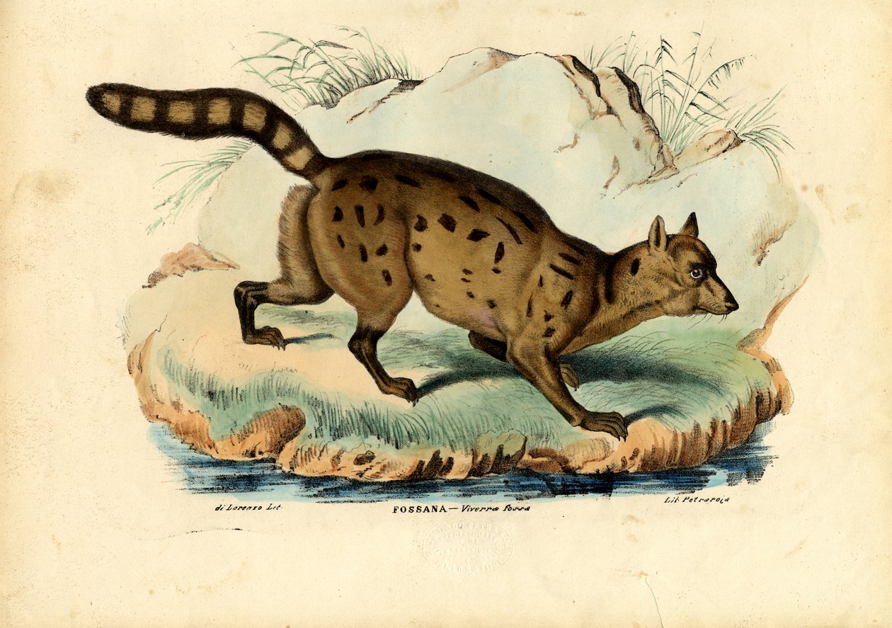 Fossa - Raimundo Petraroja