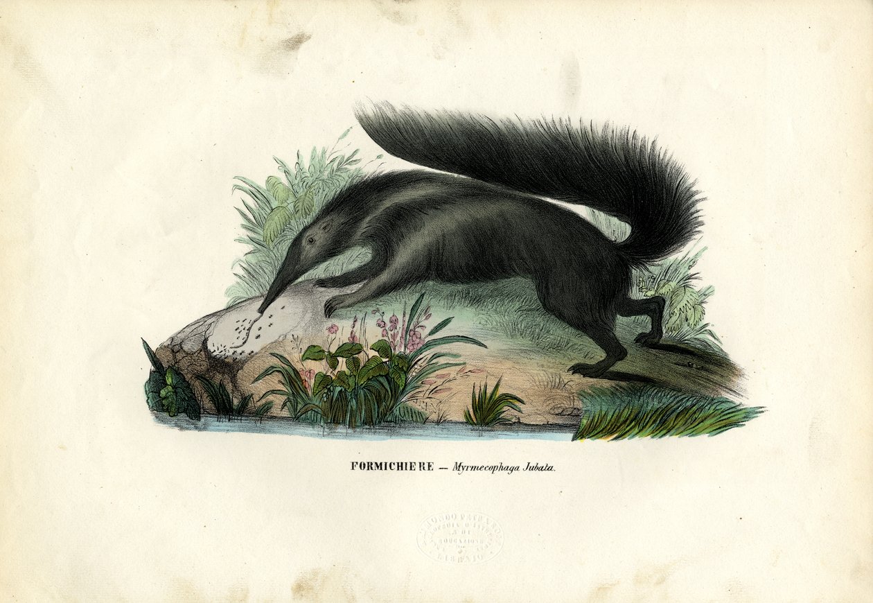 Grand fourmilier, 1863-79 - Raimundo Petraroja