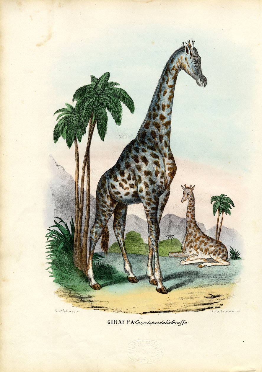 Girafe, 1863-79 - Raimundo Petraroja