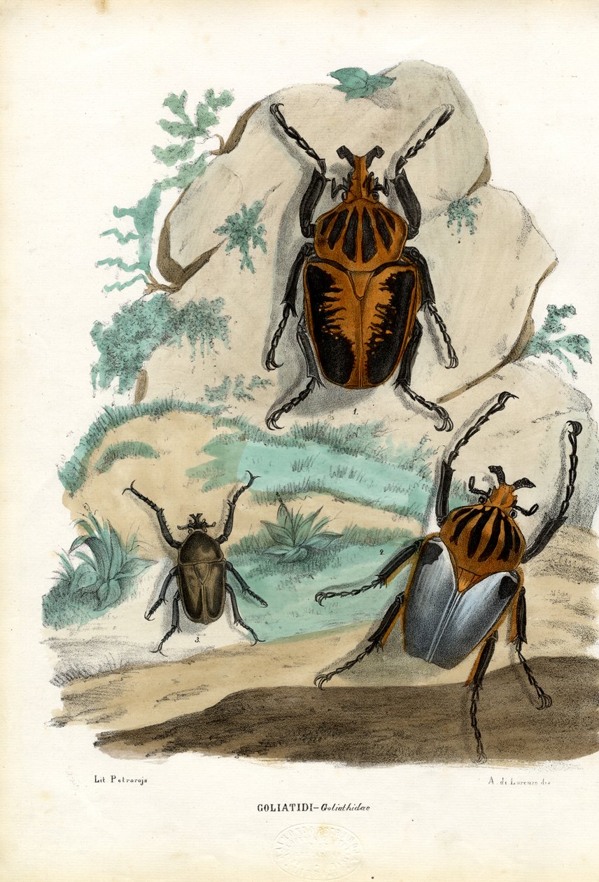 Coléoptères Goliath, 1863-79 - Raimundo Petraroja