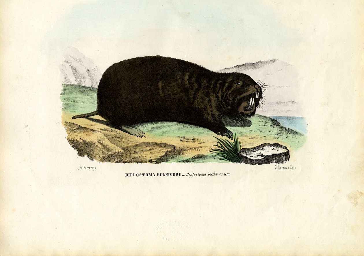 Gopher, 1863-79 - Raimundo Petraroja