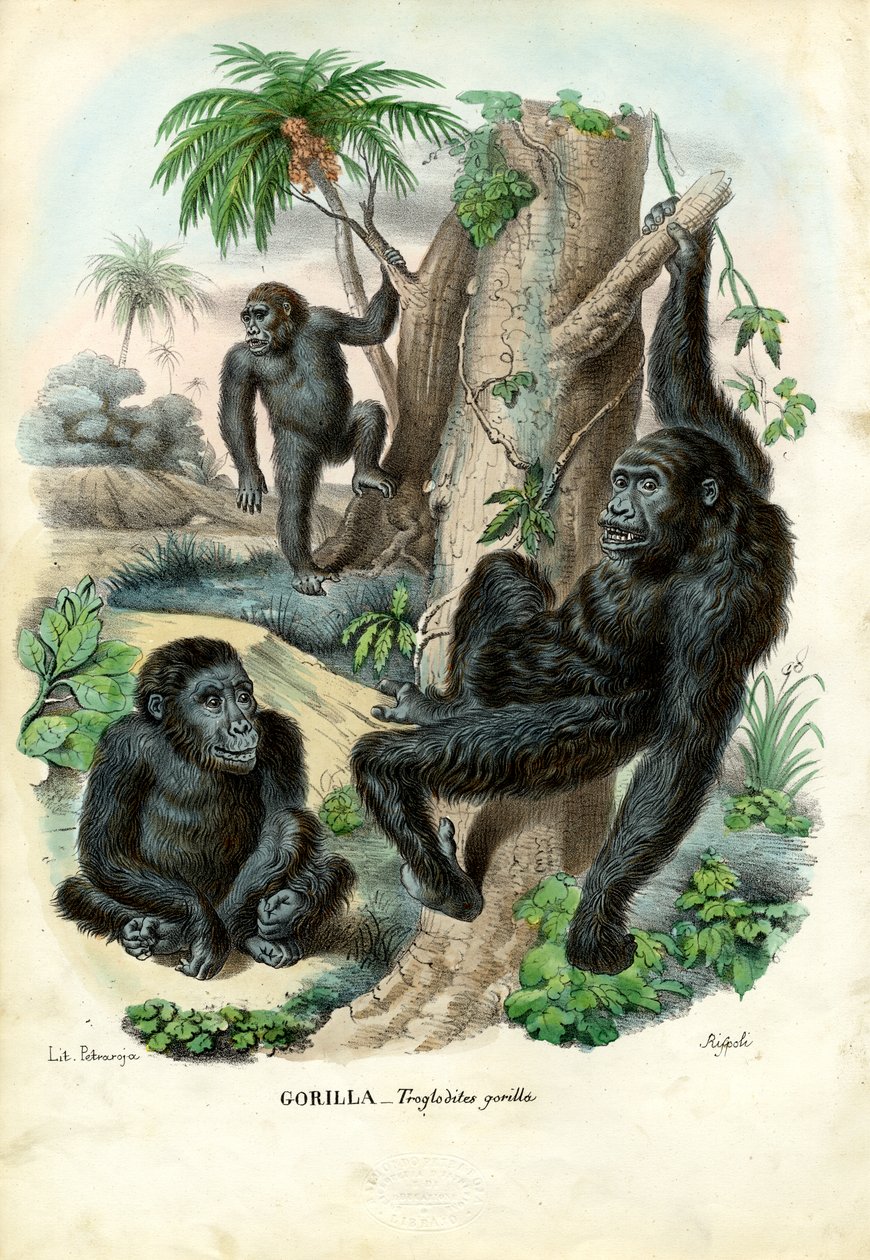 Gorille, 1863-79 - Raimundo Petraroja