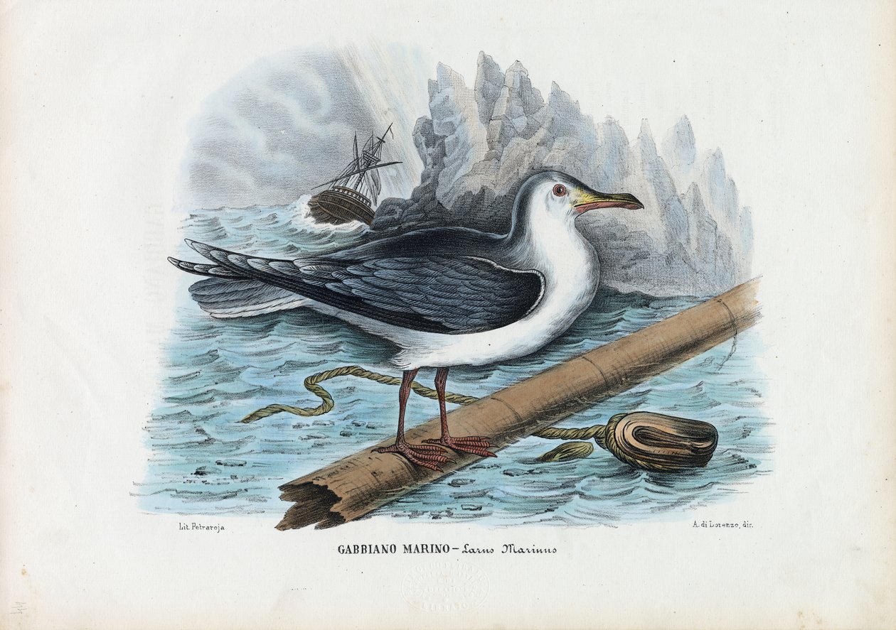 Grand goéland marin, 1863-79 - Raimundo Petraroja