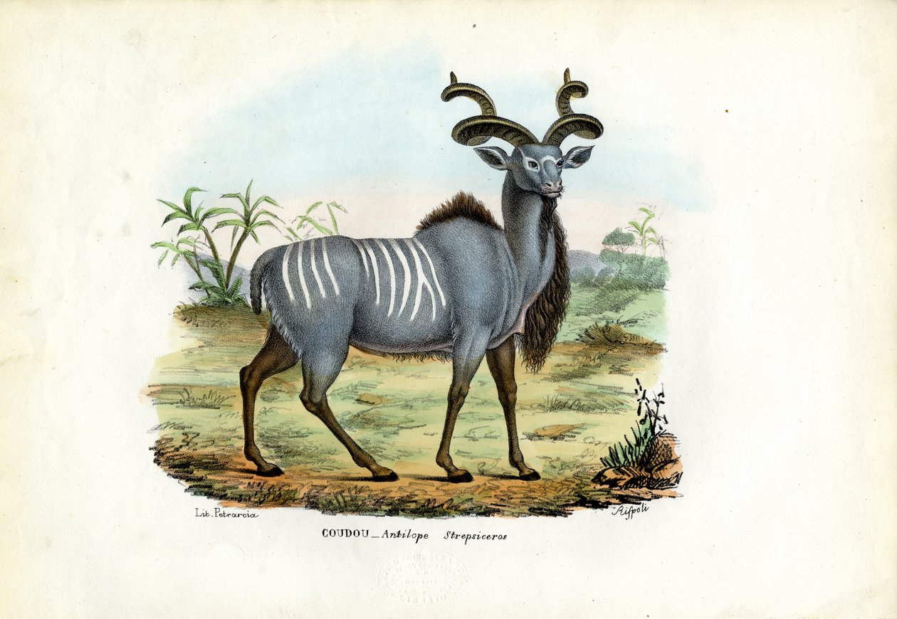 Grand Koudou, 1863-79 - Raimundo Petraroja