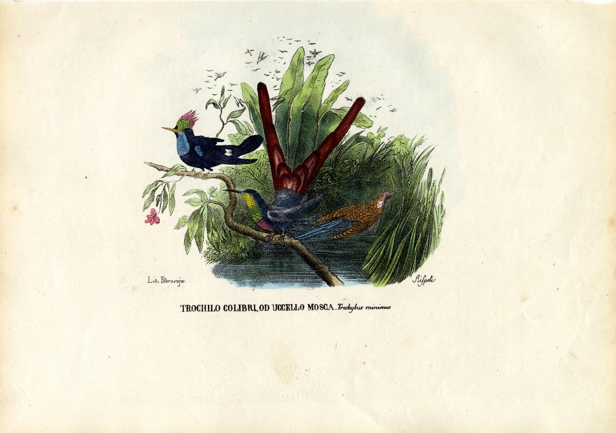 Colibris, 1863-79 - Raimundo Petraroja