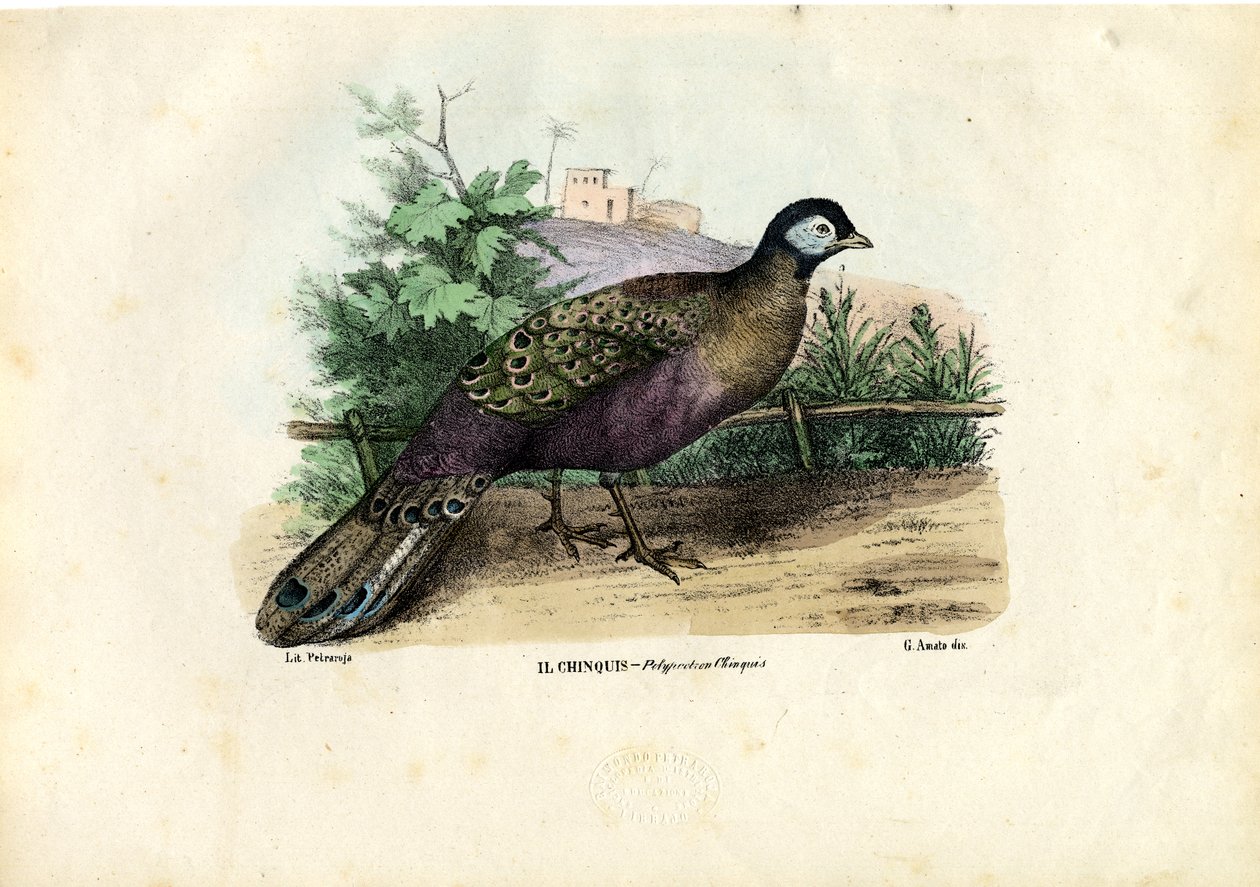 Paon indien, 1863-79 - Raimundo Petraroja