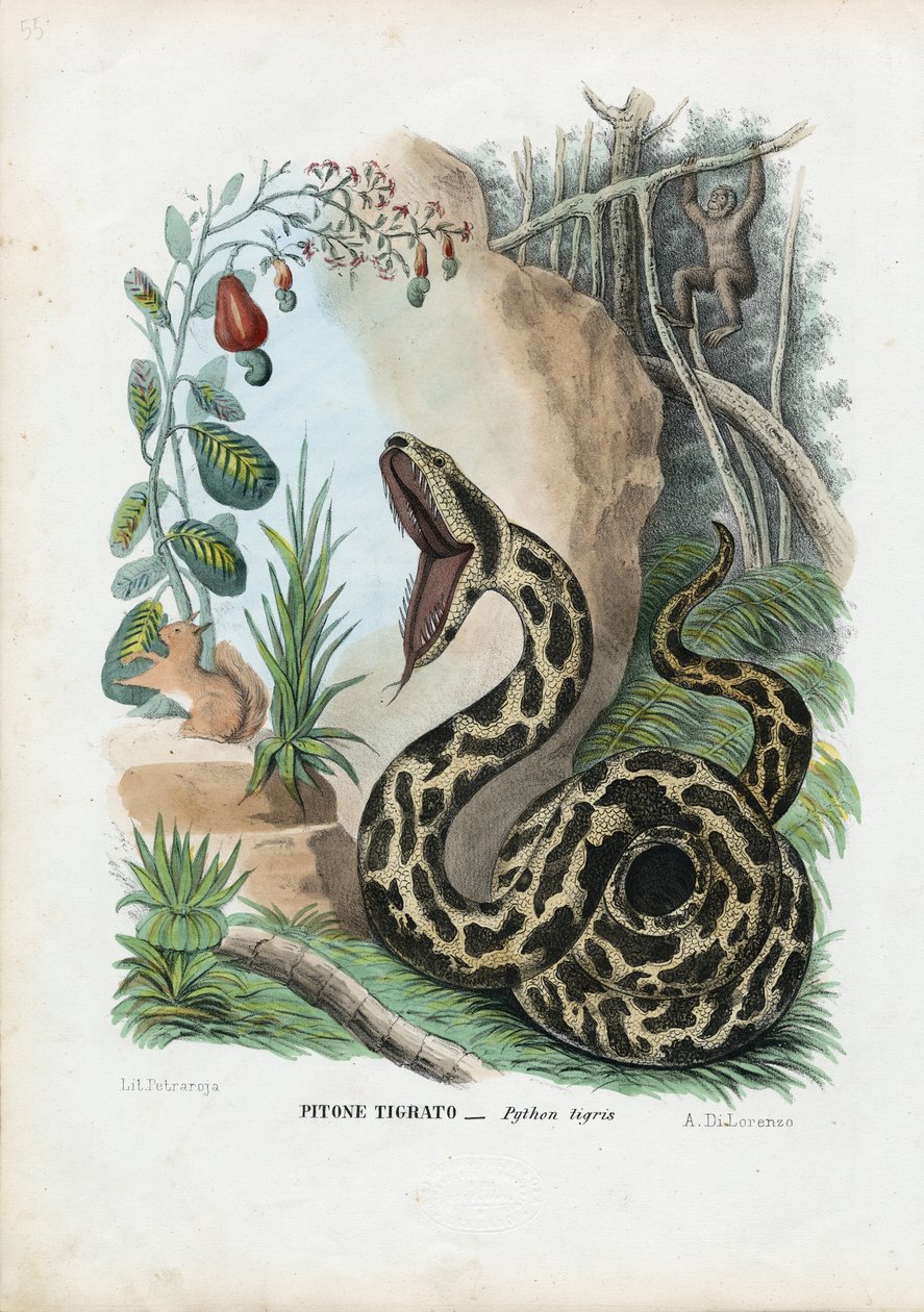 Python indien, 1863-79 - Raimundo Petraroja