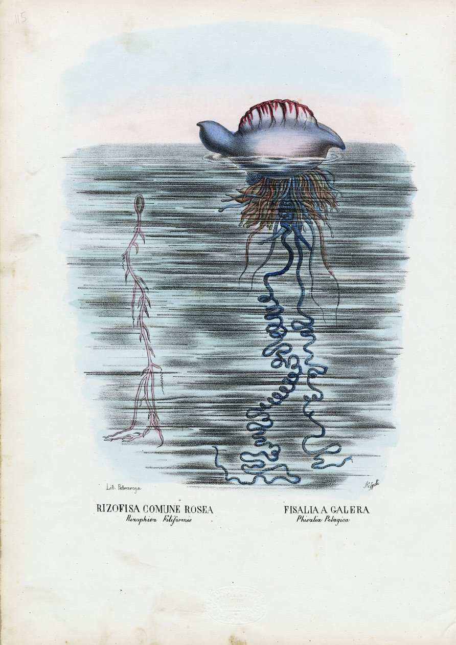 Méduse, 1863-79 - Raimundo Petraroja