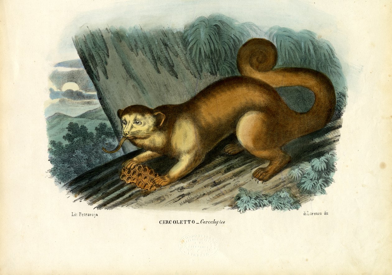 Kinkajou, 1863-1879 - Raimundo Petraroja