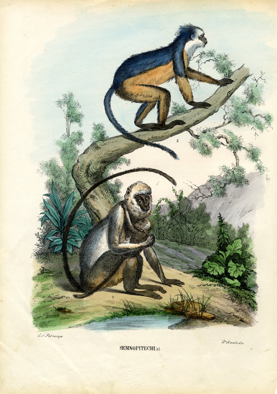 Langurs, 1863-79 - Raimundo Petraroja