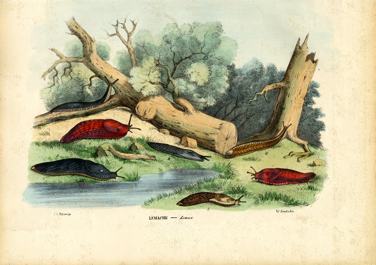 Limace, 1863-79 - Raimundo Petraroja
