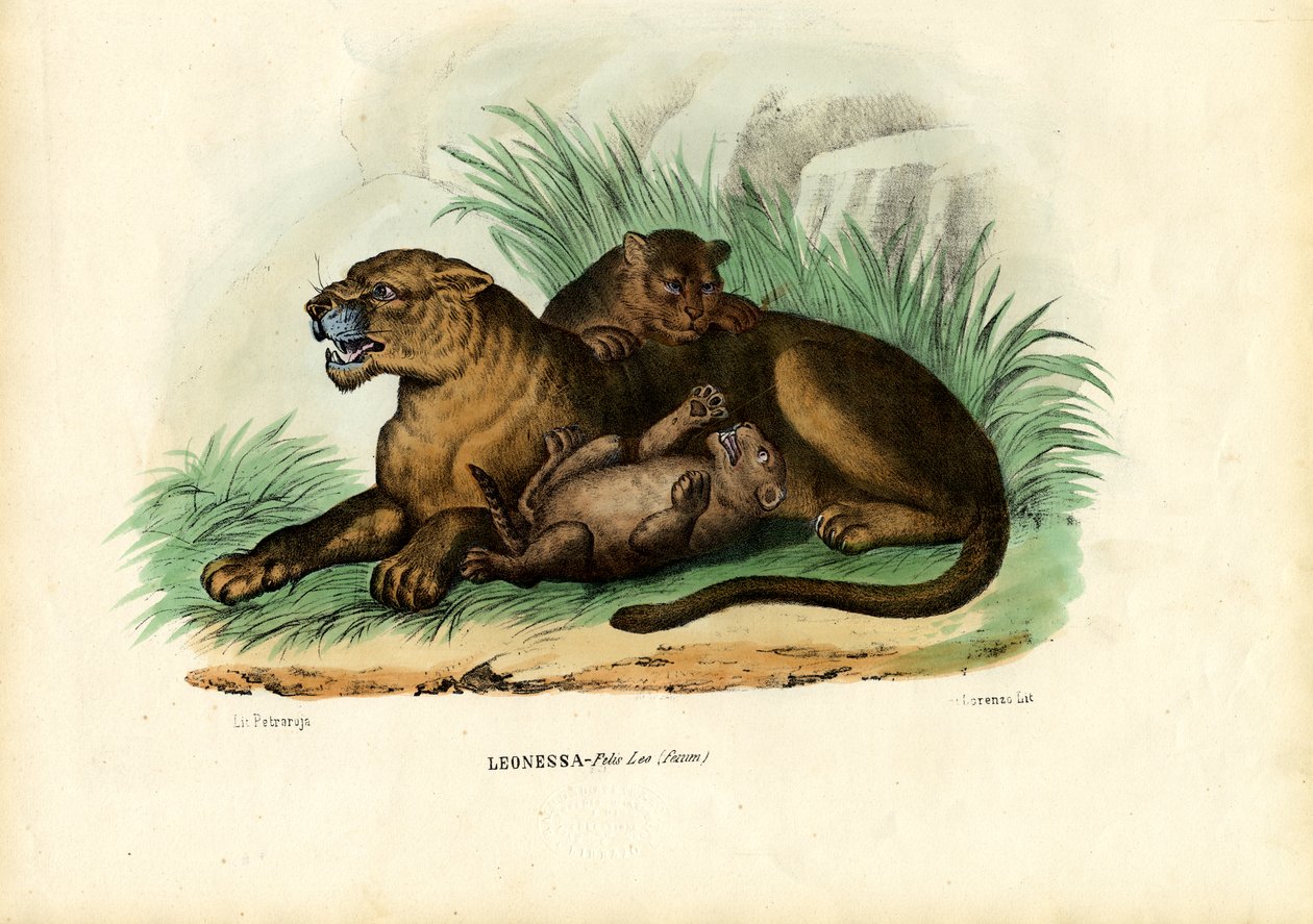 Lionne avec ses petits, 1863-79 - Raimundo Petraroja