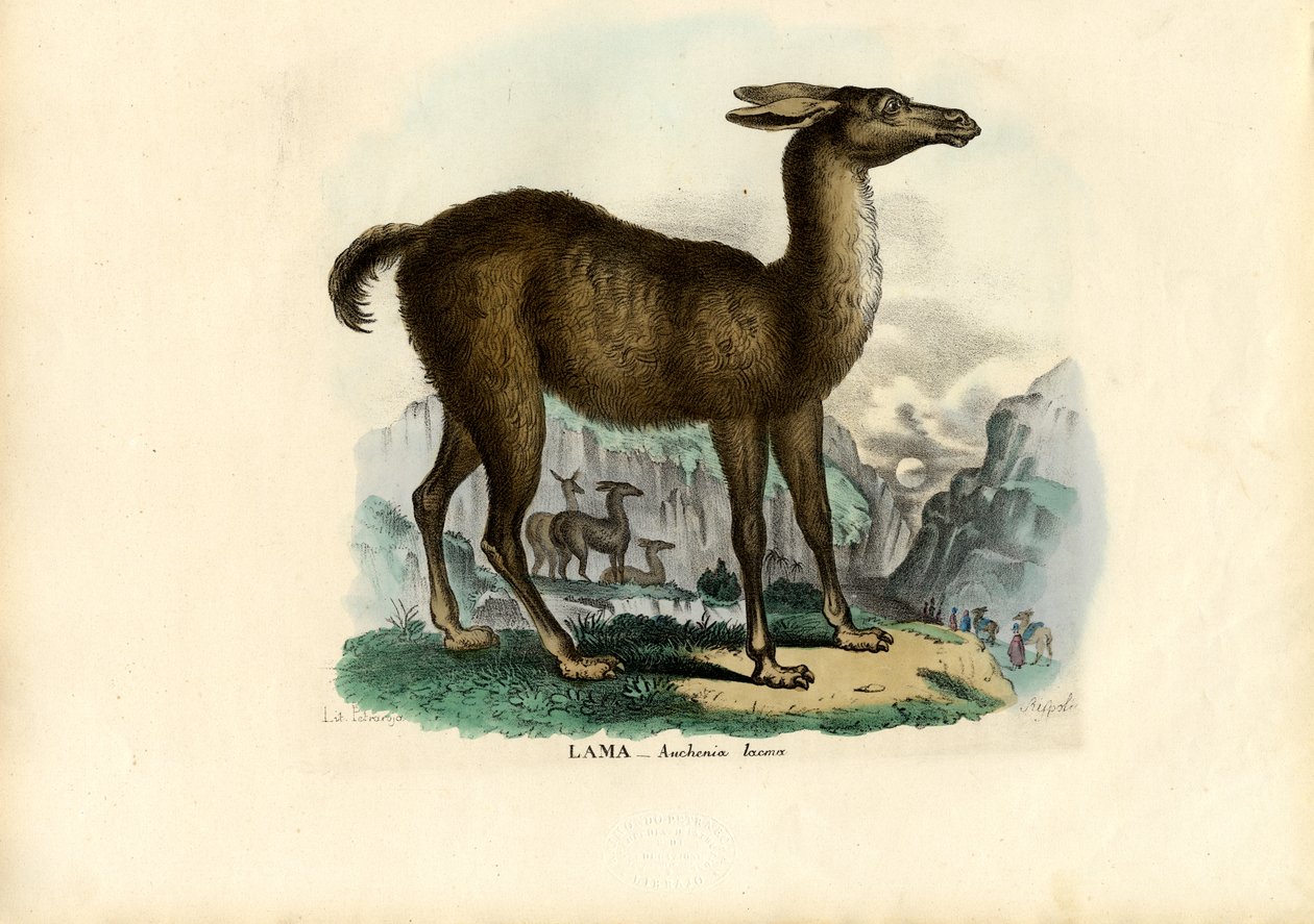 Lama, 1863-79 - Raimundo Petraroja