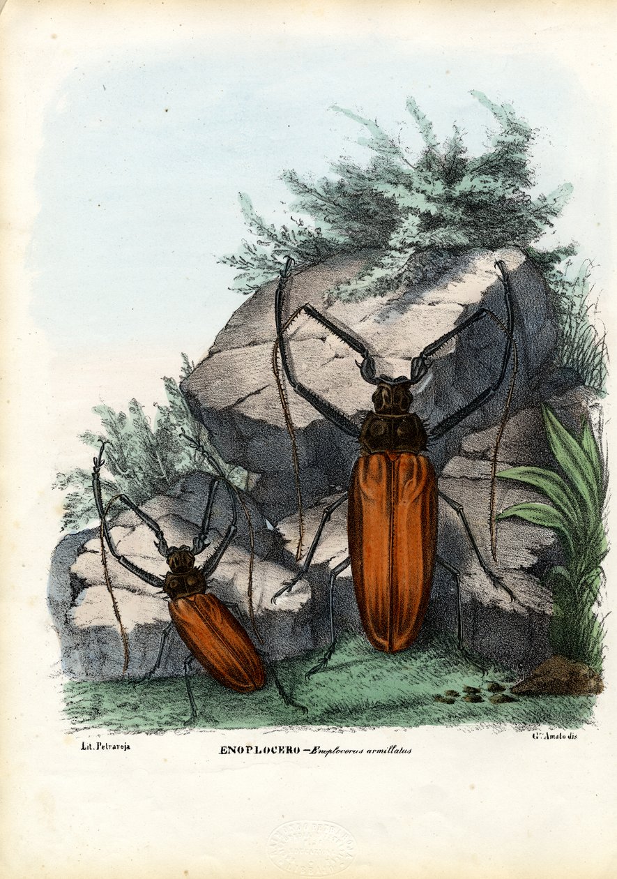 Longicorne, 1863-79 - Raimundo Petraroja