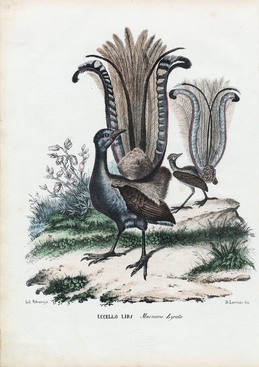 Oiseau-lyre, 1863-79 - Raimundo Petraroja