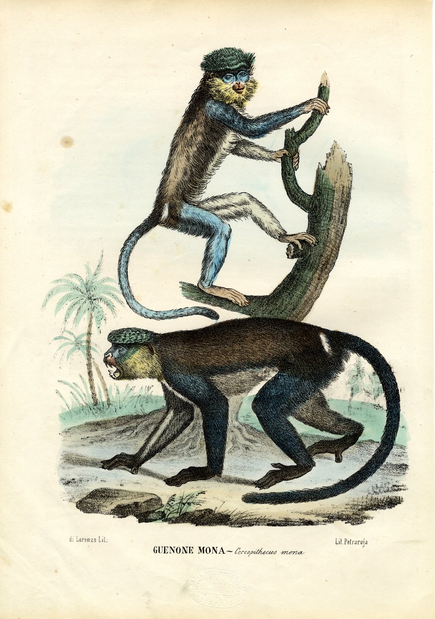 Singe Mona, 1863-79 - Raimundo Petraroja