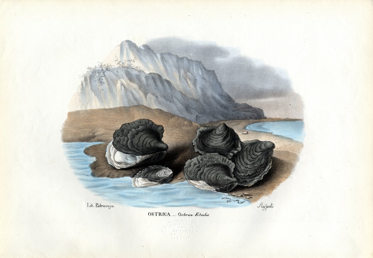 Moules, 1863-79 - Raimundo Petraroja