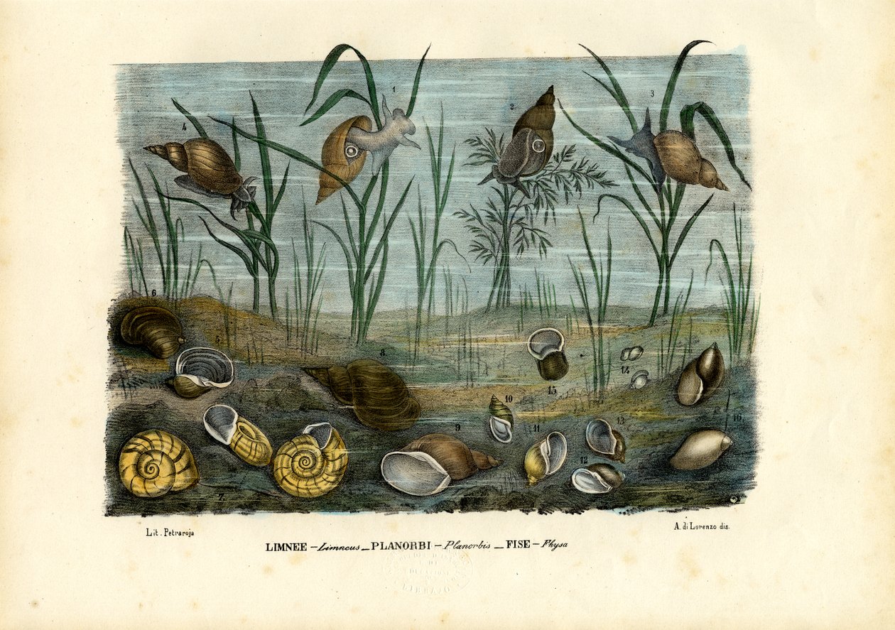 Moules, 1863-79 - Raimundo Petraroja