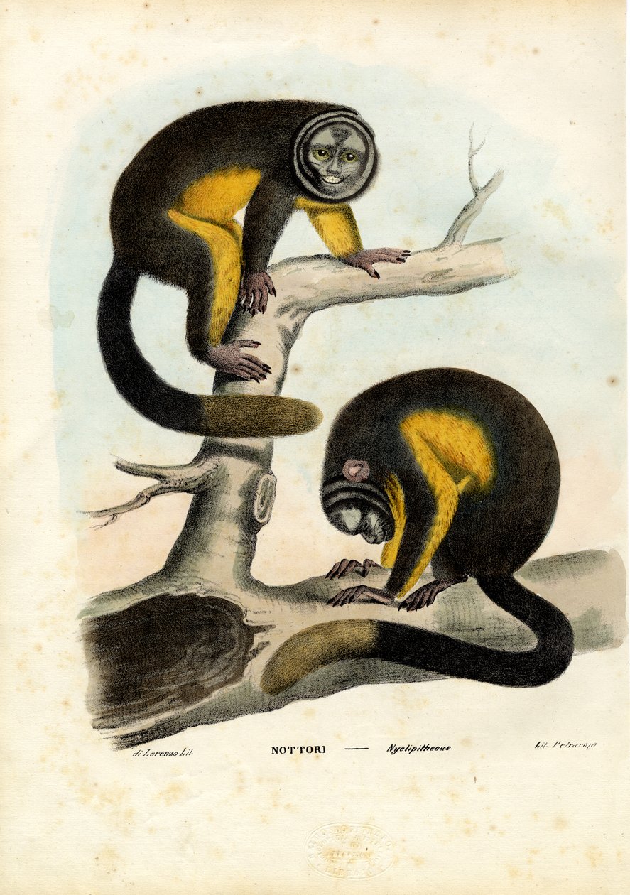 Singe hibou, 1863-79 - Raimundo Petraroja