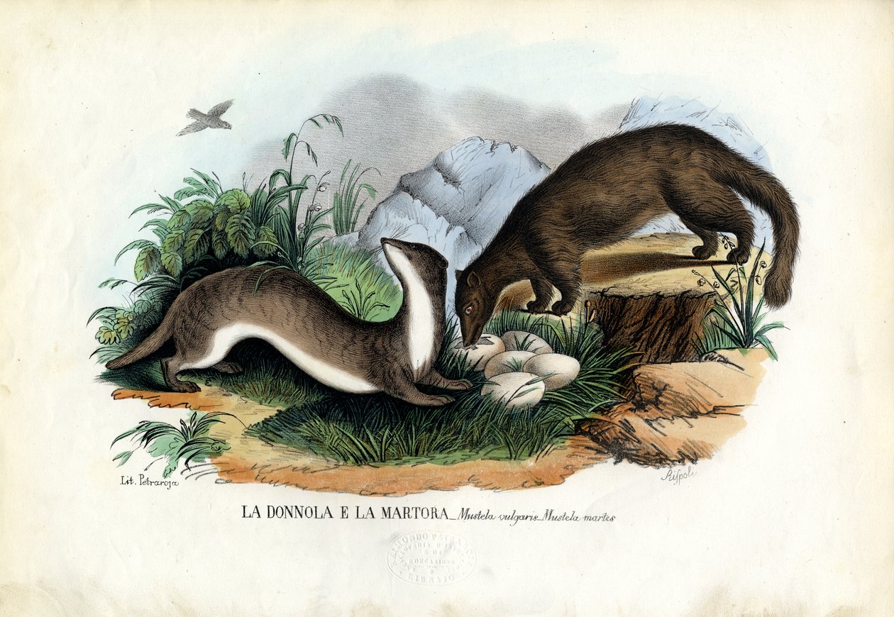 Martre des pins, 1863-79 - Raimundo Petraroja