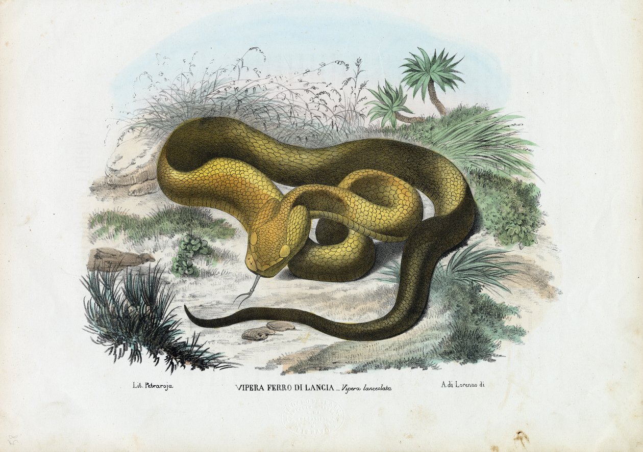 Vipère des fosses, 1863-79 - Raimundo Petraroja