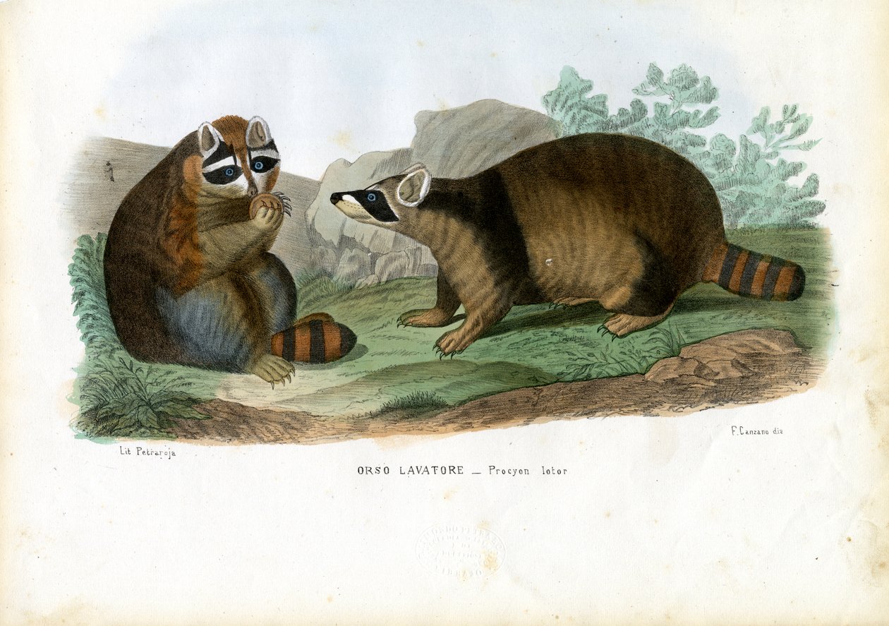 Raton Laveur, 1863-79 - Raimundo Petraroja