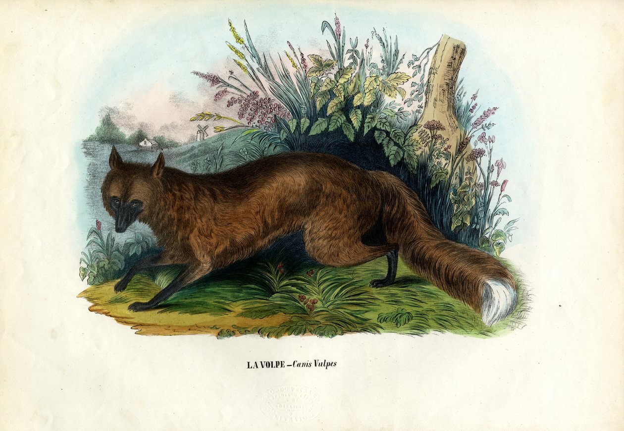 Renard roux, 1863-79 - Raimundo Petraroja